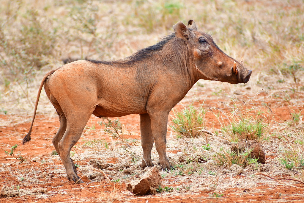 Tsavo East National Park